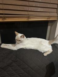 Lost Female Cat last seen Timberline, High Country Humane, Timberline-Fernwood, AZ 86004