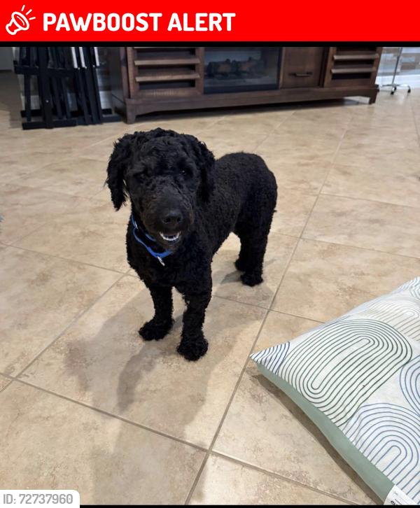 Lost Male Dog last seen Bellaserra, Royal Palm Beach, FL 33411