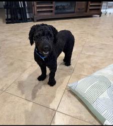 Lost Male Dog last seen Bellaserra, Royal Palm Beach, FL 33411