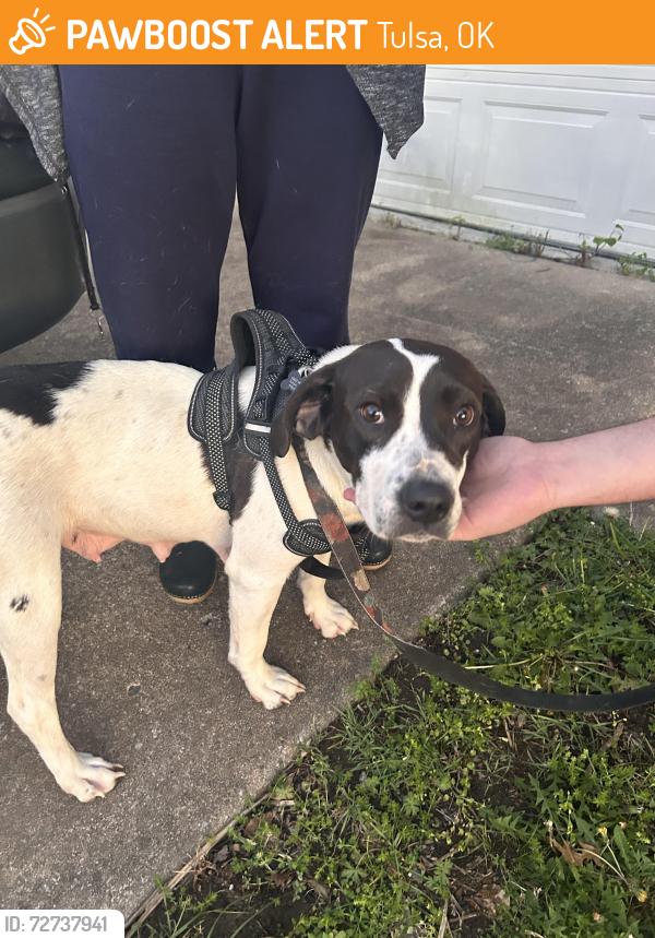 Found/Stray Female Dog last seen 51st and Union., Tulsa, OK 74107