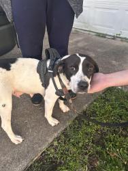 Found/Stray Female Dog last seen 51st and Union., Tulsa, OK 74107