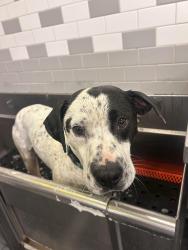 Found/Stray Male Dog last seen Arkansas, and Spanish trail , Arlington, TX 76016
