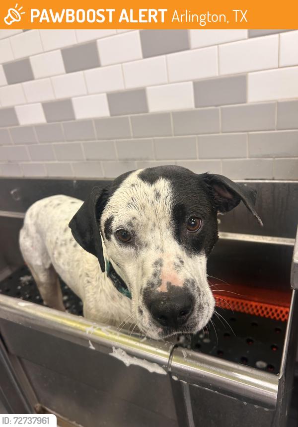 Found/Stray Male Dog last seen Arkansas, and Spanish trail , Arlington, TX 76016