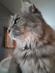 Lost Female Cat last seen Rhode Island se and bell, Albuquerque, NM 87108