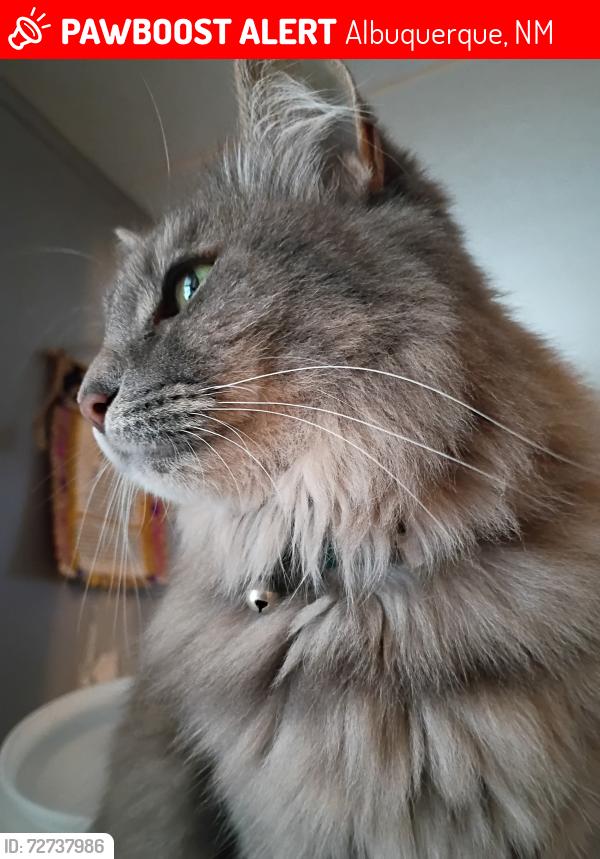 Lost Female Cat last seen Rhode Island se and bell, Albuquerque, NM 87108