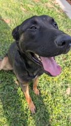 Found/Stray Male Dog last seen Palm and Shields, Fresno CA, Fresno, CA 93704