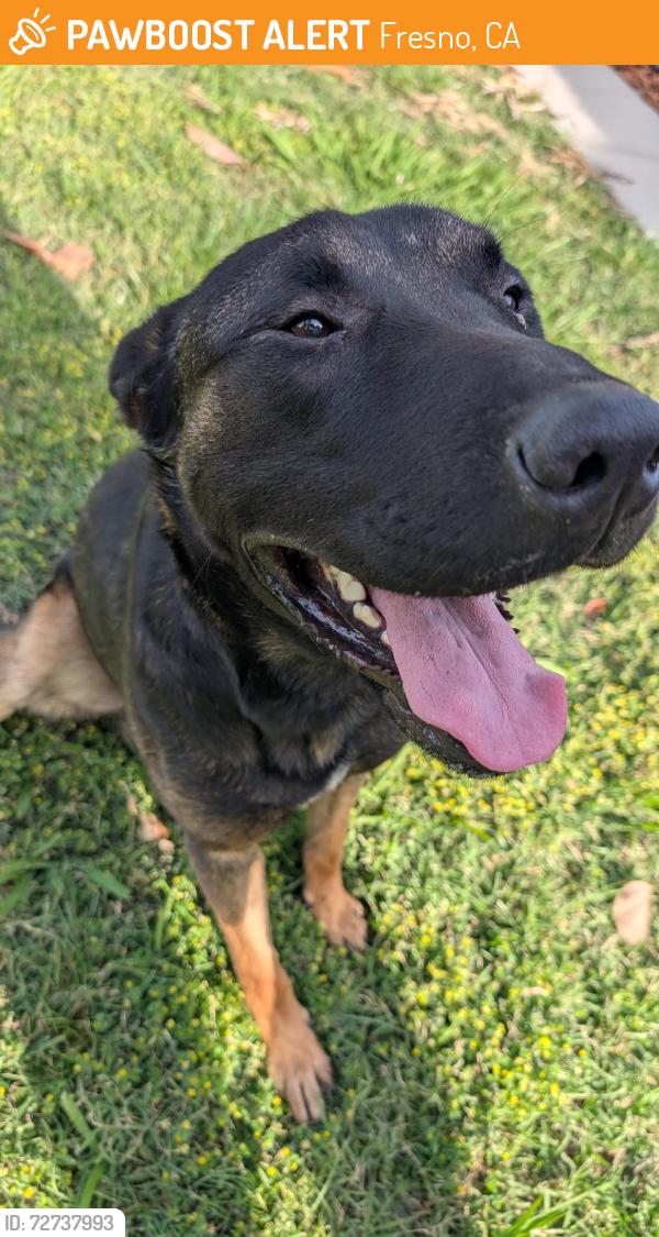 Found/Stray Male Dog last seen Palm and Shields, Fresno CA, Fresno, CA 93704