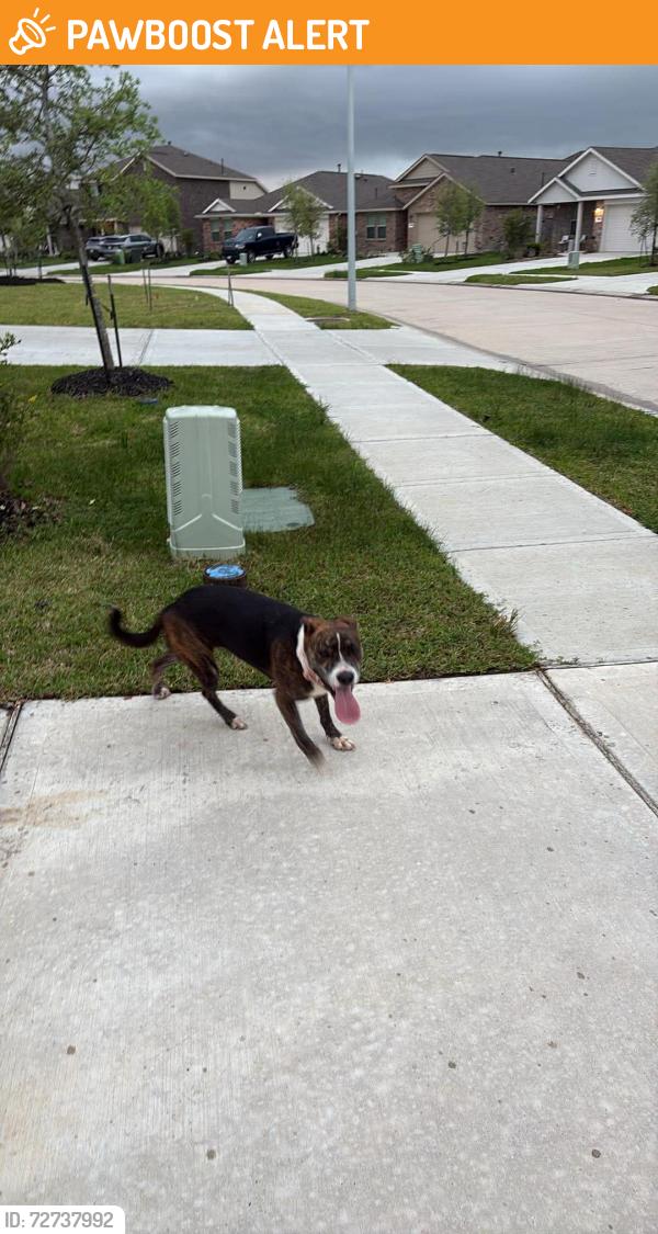 Found/Stray Unknown Dog last seen Tavola West, Montgomery County, TX 77357