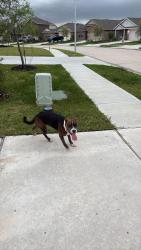 Found/Stray Unknown Dog last seen Tavola West, Montgomery County, TX 77357