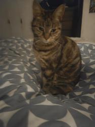 Lost Female Cat last seen Wattle drive , Doveton, VIC 3177