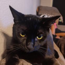 Lost Male Cat last seen E James St and N Alexander , Baytown, TX 77520