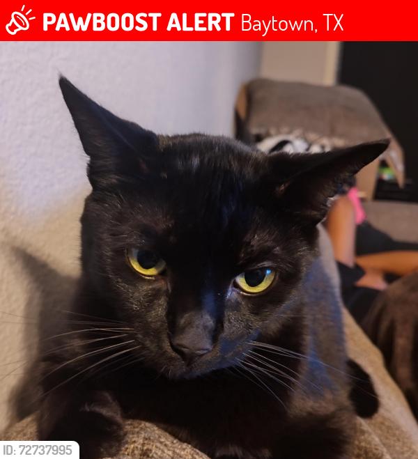 Lost Male Cat last seen E James St and N Alexander , Baytown, TX 77520