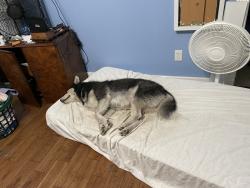 Lost Male Dog last seen Highway 27, DeRidder, LA 70634