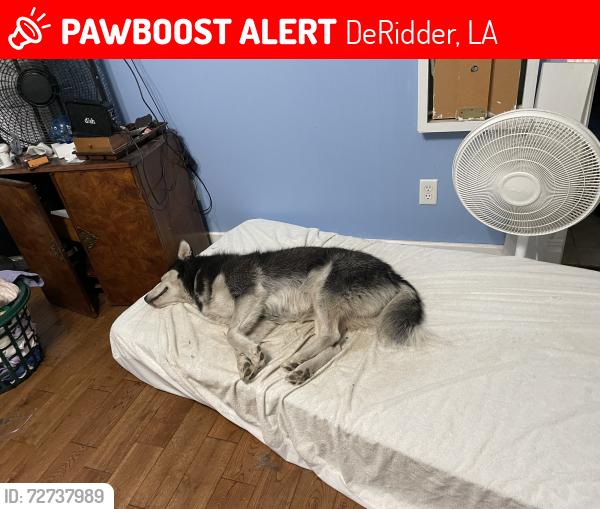 Lost Male Dog last seen Highway 27, DeRidder, LA 70634
