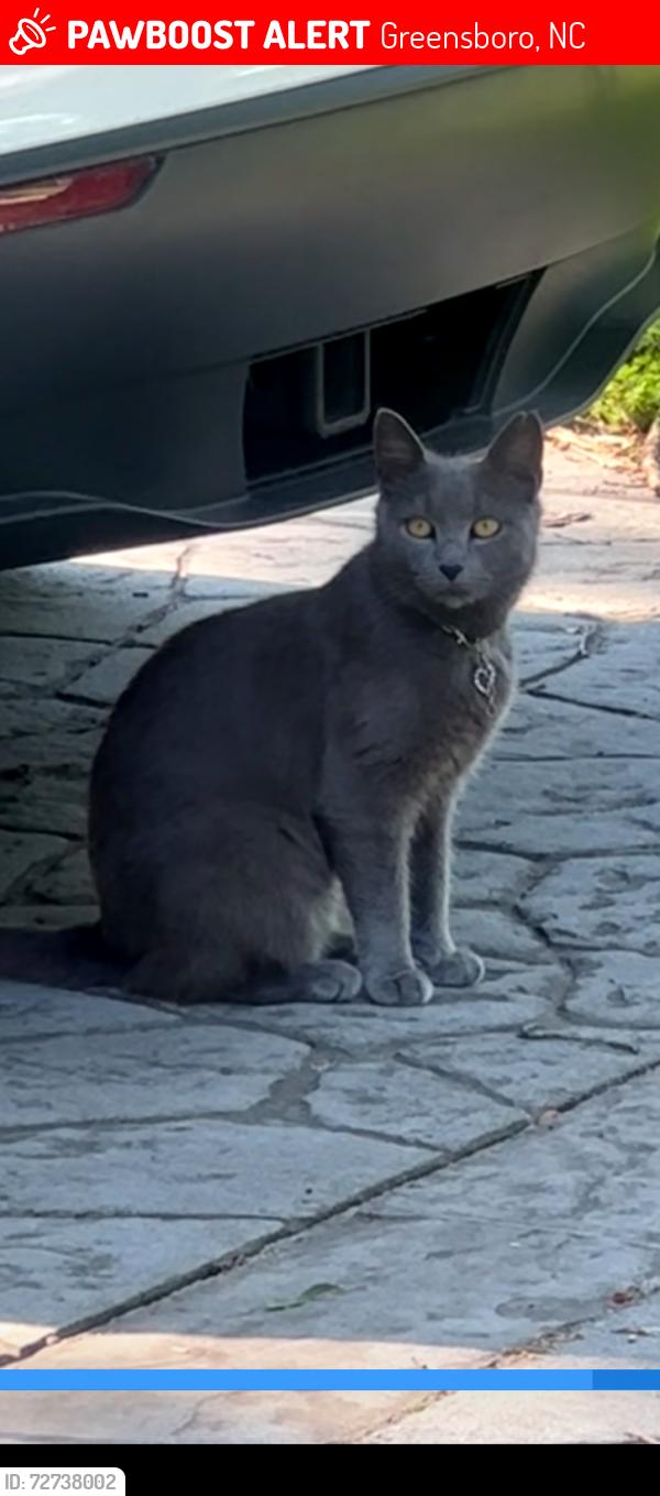 Lost Female Cat last seen Holts chapel rd, Greensboro, NC 27401