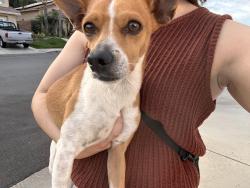 Found/Stray Male Dog last seen Sierra and Jurupa , Fontana, CA 92337