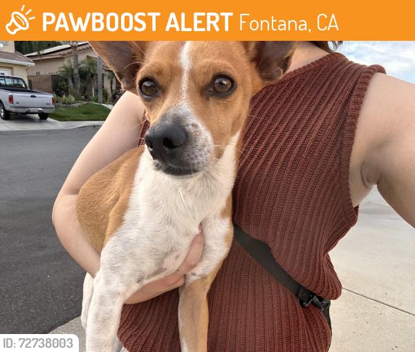Found/Stray Male Dog last seen Sierra and Jurupa , Fontana, CA 92337