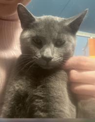 Lost Male Cat last seen Family Market, splash moraine, moraine pd, Moraine, OH 45439