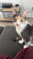 Lost Female Cat last seen Garden Blvd & 23rd Ave , Cape Coral, FL 33909