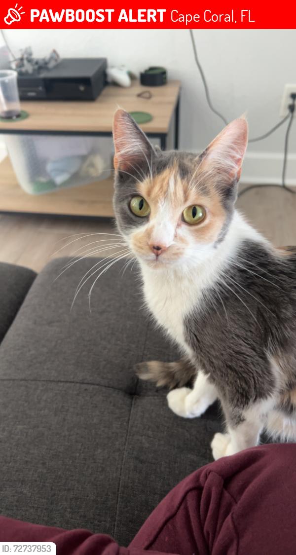 Lost Female Cat last seen Garden Blvd & 23rd Ave , Cape Coral, FL 33909
