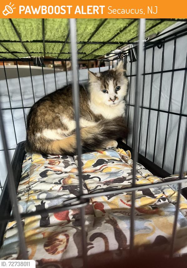 Found/Stray Unknown Cat last seen Near Walmart, Secaucus, NJ 07094