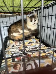 Found/Stray Unknown Cat last seen Near Walmart, Secaucus, NJ 07094