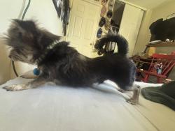 Lost Male Dog last seen Fuller Avenue hayward, Hayward, CA 94541