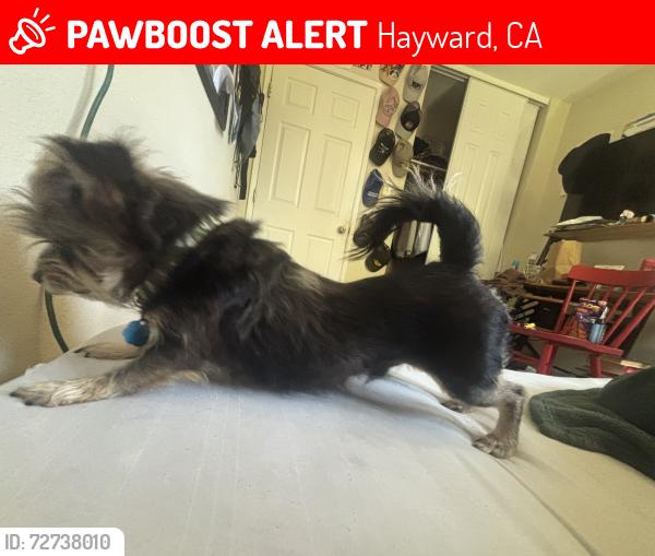 Lost Male Dog last seen Fuller Avenue hayward, Hayward, CA 94541