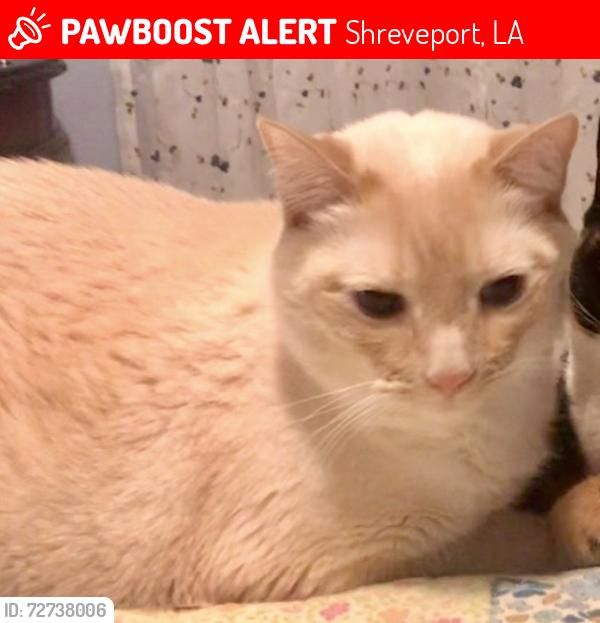 Lost Male Cat last seen Hearthside Circle and Williamson Way Southern Hills, Shreveport, LA 71118