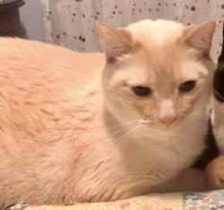 Lost Male Cat last seen Hearthside Circle and Williamson Way Southern Hills, Shreveport, LA 71118