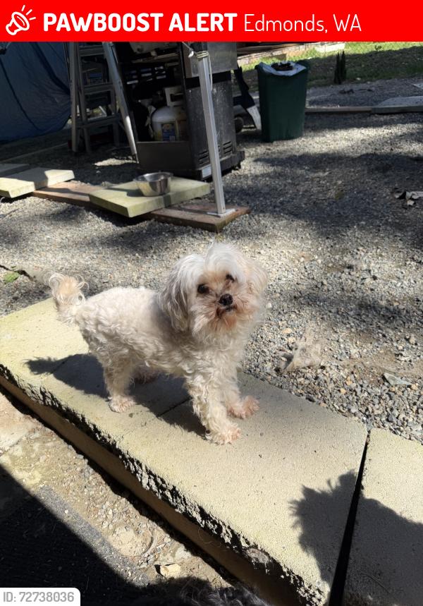 Lost Male Dog last seen Seaview park, Edmonds, WA 98026