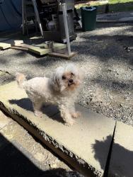 Lost Male Dog last seen Seaview park, Edmonds, WA 98026