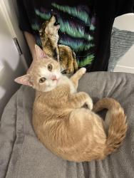Found/Stray Male Cat last seen Found on MBT next to Rhode Island Ave metro entrance, Washington, DC 20002