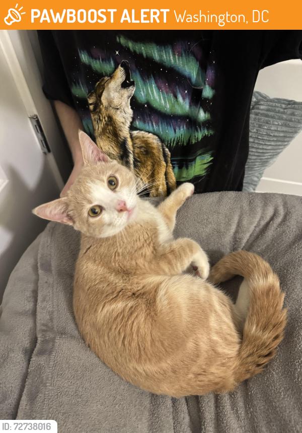 Found/Stray Male Cat last seen Found on MBT next to Rhode Island Ave metro entrance, Washington, DC 20002