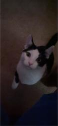 Lost Male Cat last seen Damen & devon, Chicago, IL 60645