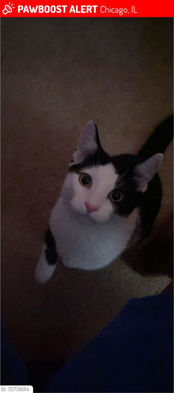Lost Male Cat last seen Damen & devon, Chicago, IL 60645