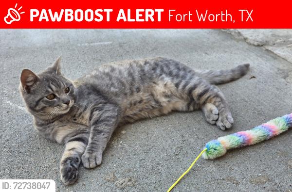 Lost Female Cat last seen Birchbend and Silver Sage drive., Fort Worth, TX 76137