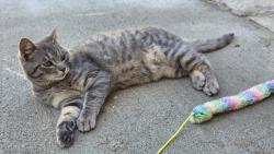 Lost Female Cat last seen Birchbend and Silver Sage drive., Fort Worth, TX 76137