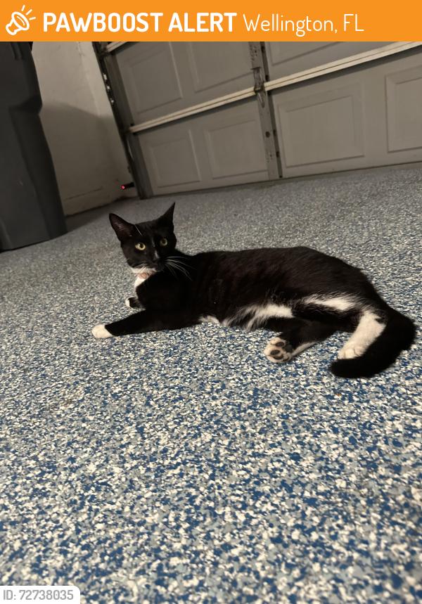 Found/Stray Female Cat last seen Big Blue Trace in Meadowland Cove , Wellington, FL 33414