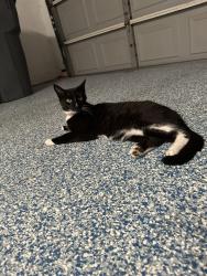 Found/Stray Female Cat last seen Big Blue Trace in Meadowland Cove , Wellington, FL 33414
