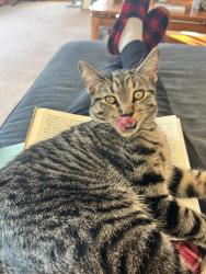 Lost Male Cat last seen Near w st Hwy 46, Spencer, IN 47460