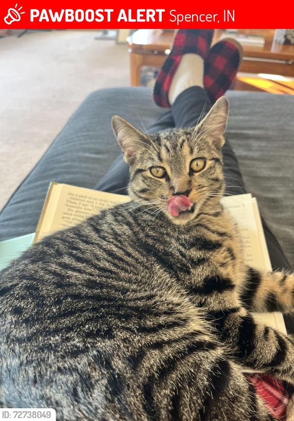 Lost Male Cat last seen Near w st Hwy 46, Spencer, IN 47460