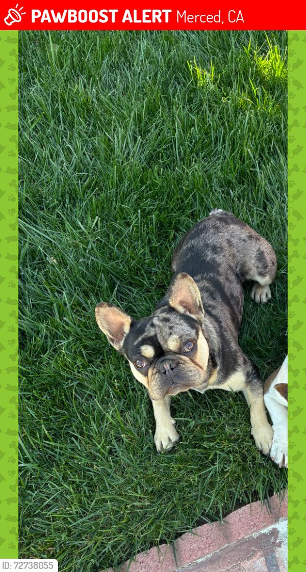 Lost Male Dog last seen West 25th street, Merced, CA 95340