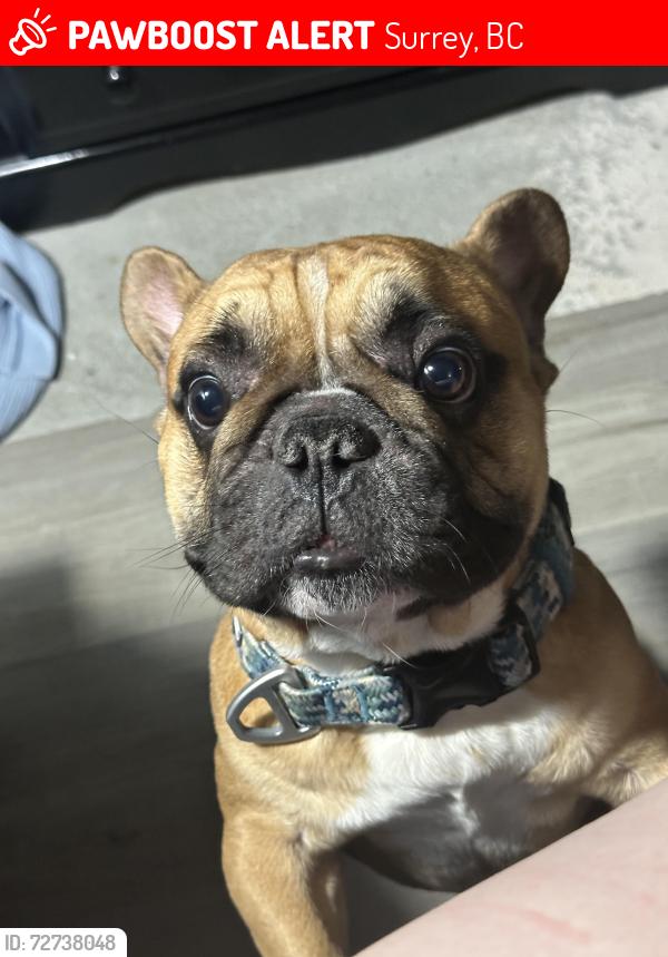 Lost Male Dog last seen Near 137 street #2, Surrey, BC V3W 1A3, Surrey, BC 