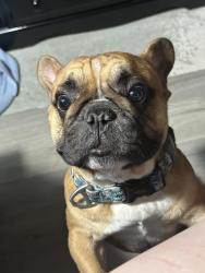 Lost Male Dog last seen Near 137 street #2, Surrey, BC V3W 1A3, Surrey, BC 