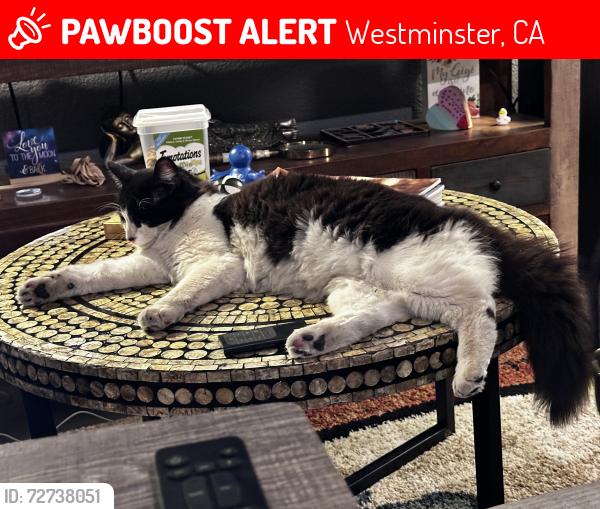 Lost Male Cat last seen Trask Avenue and Arizona Street, just east of Hoover Street, Westminster, CA 92683