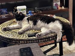 Lost Male Cat last seen Trask Avenue and Arizona Street, just east of Hoover Street, Westminster, CA 92683