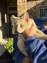 Found/Stray Male Cat last seen Fieldstone lane , Venus, TX 76084