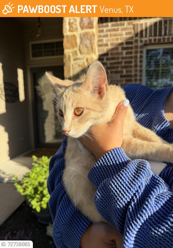 Found/Stray Male Cat last seen Fieldstone lane , Venus, TX 76084