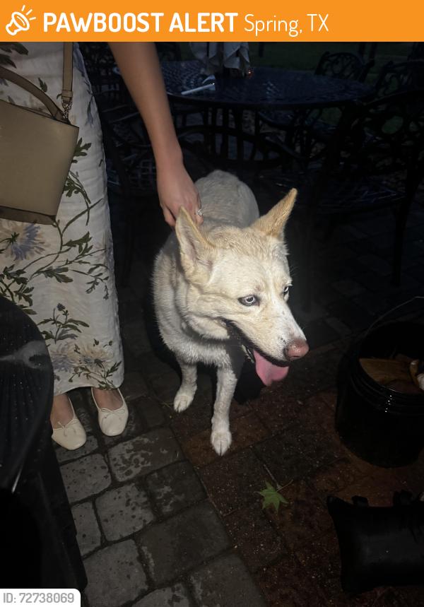 Found/Stray Unknown Dog last seen St Simon and jude, Spring, TX 77381